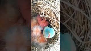 Nest