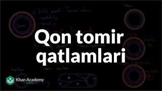 Qon tomir qatlamlari | Qon tomir tuzilishi va turlari | Tibbiyot