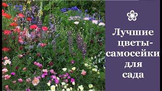  Лучшие цветы-самосейки для сада