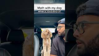 Mini Cockapoo Has to Think Hard About This Math Question 