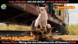 Khi bạn Nhỏ nhưng bạn có Võ - Review phim Những Chú Chó Chihuahua Trên Đồi Beverly