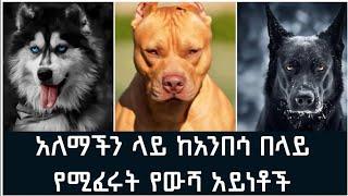 አለማችን ላይ ከአንበሳ በላይ የሚፈሩት የውሻ አይነቶች|dangerous dogs in the world