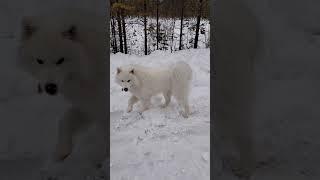 Самоед Шомка! Вспомни Нижнесортымский!