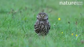 Tracking shot of Little owl running through grass in field before pausing and looking straight ahead