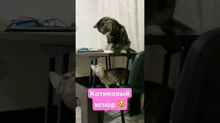 Кот Персик со своей новой песней «Игнор» #песниПерсика