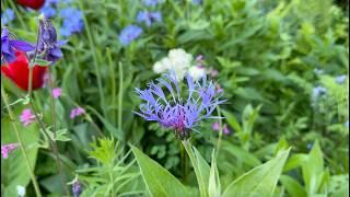 How to Grow & Care For Mountain Cornflower (Centaurea montana) | Perennial Garden