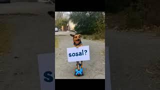 #да как же вы надоели с жти. Приколом#сосал? #собака #мем