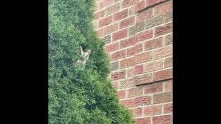 Crazy Owl Encounter!