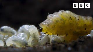 Carnivorous UNDERCOVER caterpillar  | Wild Isles - BBC