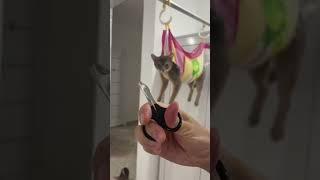 How to trim your cat’s claws #shorts