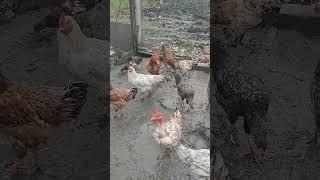 chickens in the swamp #shorts  #chicken