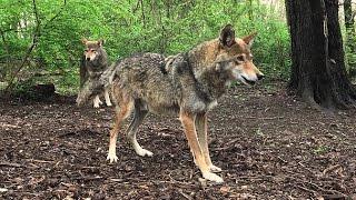 Red Wolves Watch and Warble