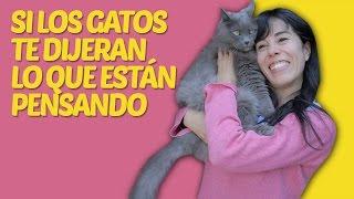 Si los gatos te dijeran lo que están pensando