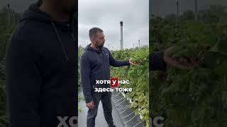 Про саженцы системы Лонг Кейн