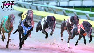 Greyhound Racing Masters – 500m Championship in Under 31 Seconds!