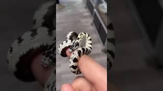 snakes  # entertainment short viral video