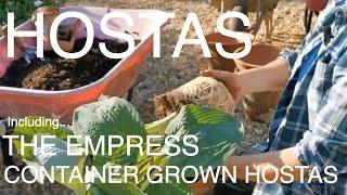 New Hosta Varieties