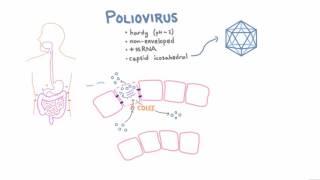 Polio Pathophysiology