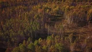 Заказник Орловский Голышмановский район