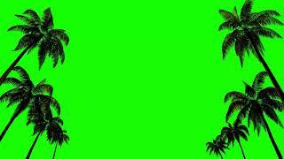 Palm Tree Green Screen Chroma Key Background