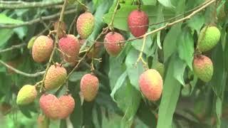 ব্রাহ্মবাড়িয়ার বিজয়নগরের লিচু