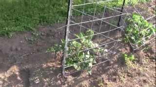 LifeInVT tomato cage 3 Finished