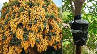 how to mango air layering growing easy plant mothod  papaya and coco peat mango tree at home