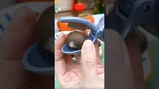 Tool Trove - "Easy Chestnut Recipes & Shelling Tips for the Season!"#shorts #shortvideo #youtube
