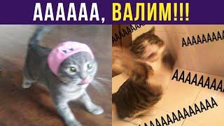 Приколы с котами. АААА, ВАЛИМ! | Мемозг #302