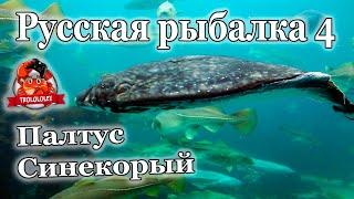 Русская рыбалка 4. Палтус синекорый. Трофей. Мировой рекорд недели.