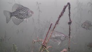 CRAPPIES! Ice Fishing The WEEDS on Lunch Break! (Underwater Camera)