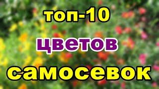 топ 10 цветов самосевок | Клумба без хлопот