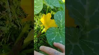 the vine coming underneath the privacy fence is a butternut squash look at this beauty