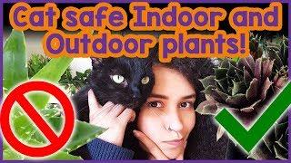 Plants that are Toxic to Cats! Common Houseplants that are Toxic to Cats and Which Plants are Safe!