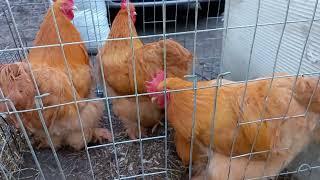 #Chickens Fair Ярмарка. Куры. ЗОО рынок. Кропоткин 25.12.2022.