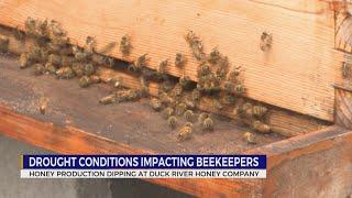 Drought conditions impacting beekeepers in Tennessee