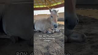 Kann dein Pferd Zirkuslektionen! #horse #pferdesport #equestrian #pferdem #horsefan #horses #pferde
