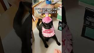 Everyone wish Meow Meow a HAPPY BIRTHDAY!!! #pov #cat #birthday #catbirthday #shorts