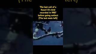 The last call of a Kaua'i O'o bird recorded…‍⬛ #birds #extinction #nature #birdsounds