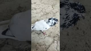 Pigeon Sound | Kabootar ki awaz