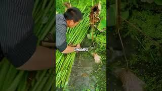 How This Plant Became Worth More Than Gold 