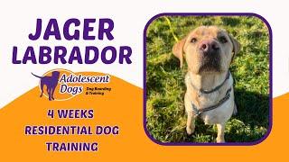 Jager the Labrador | 4 Weeks Residential Dog Training