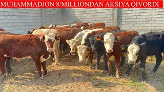 MUHAMMADJON 8/MILLIONDAN AKSIYA QIVORDI TEZDA SHOSHILING