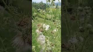 #chakrata #mast #nature #touropia #utrakhand #lehladakh #butterfly #mussoorie #dhanaulti #love