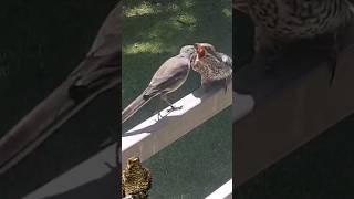 feeding