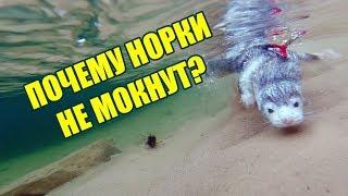 НОРКА под водой! | Почему норки не мокнут???