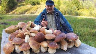 A surprise from porcini mushrooms!