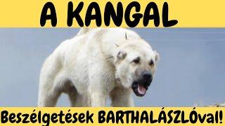 A KANGAL - Bartha László véleménye a kangalokról!  DogCast TV!