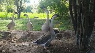 Китайские гуси. Chinese geese.