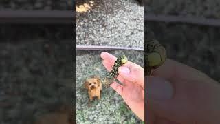 A small dog found a giant caterpillar #caterpillar #insect #monster #gardenlife #nature #dog